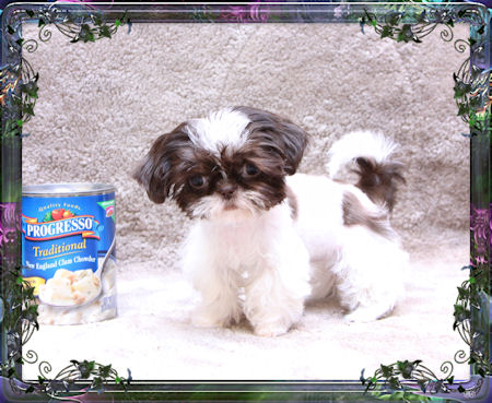 Jasmine is a tiny little Imperial Sih Tzu girl that is about 2.5 pounds as an adult and is just an awesome example of the Chinese Imperial Shih Tzu breed